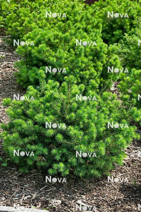 Picea Abies Gregoryana - View 19 from www redcrocus com