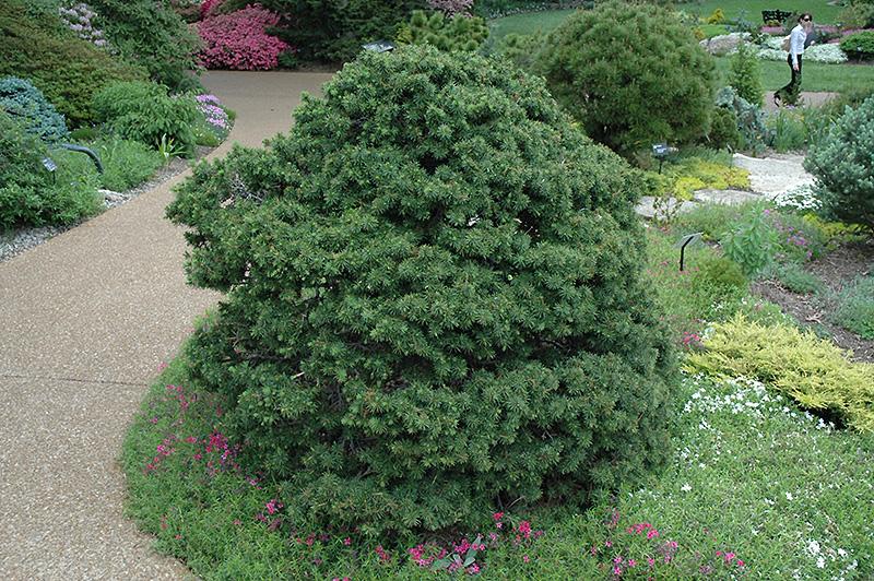 Picea Abies Gregoryana - View 1 from www redcrocus com