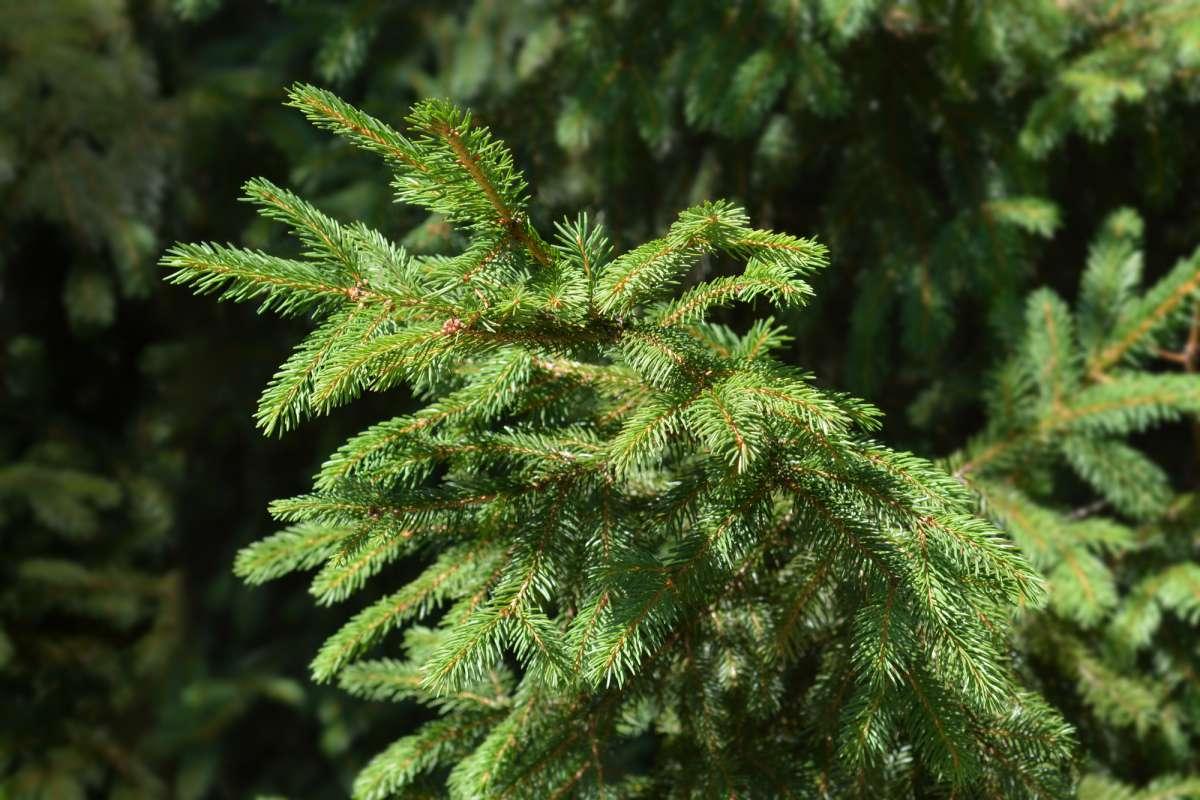 Picea Abies Gregoryana - View 20 from www redcrocus com
