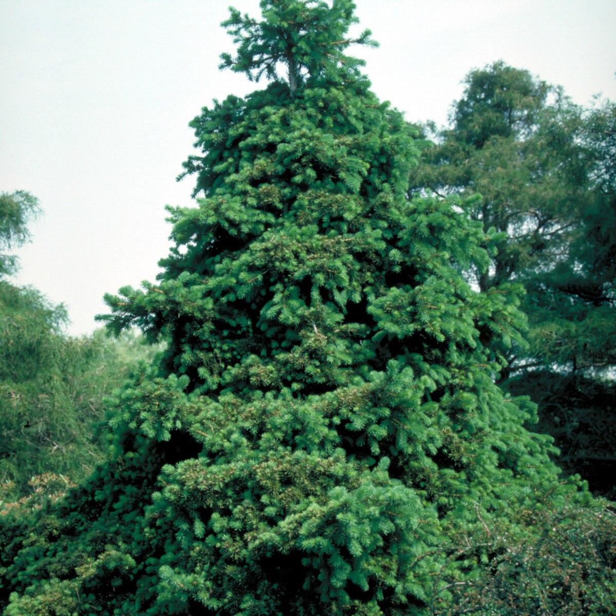 Picea Abies Gregoryana - View 2 from www redcrocus com