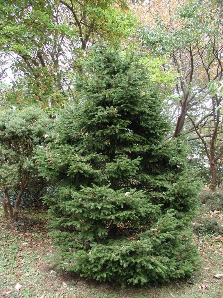 Picea Abies Gregoryana - View 3 from www redcrocus com