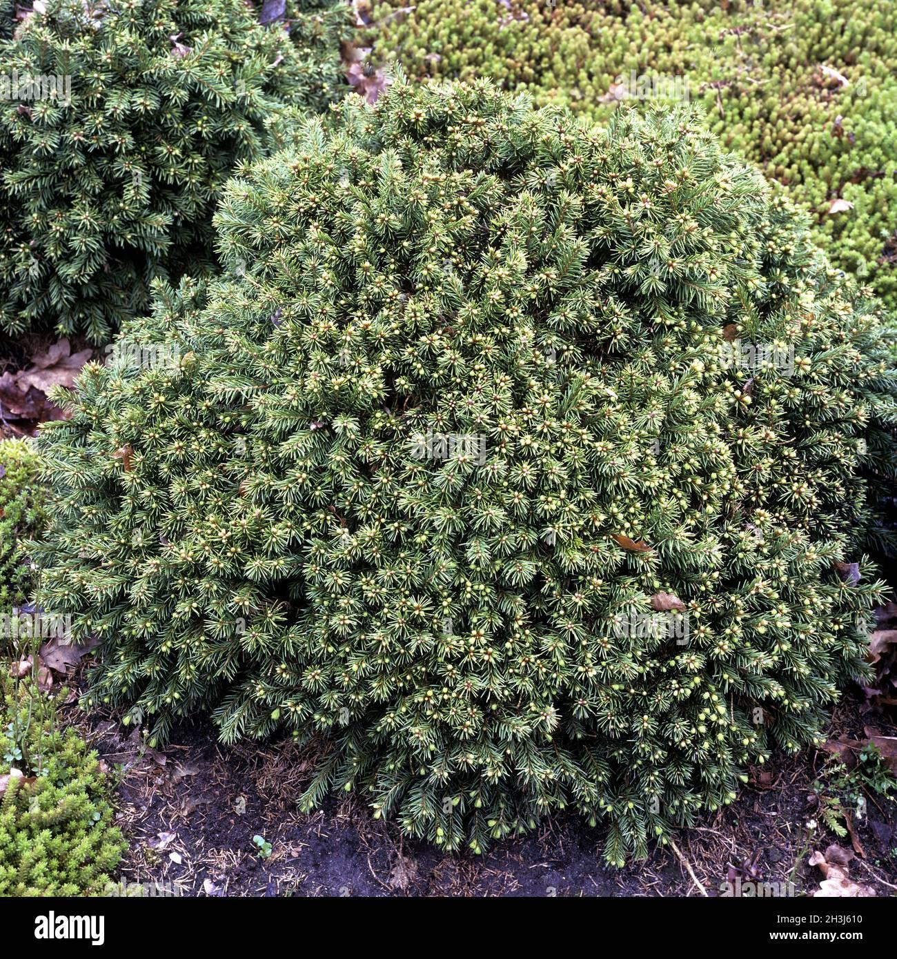 Picea Abies Gregoryana - View 4 from www redcrocus com