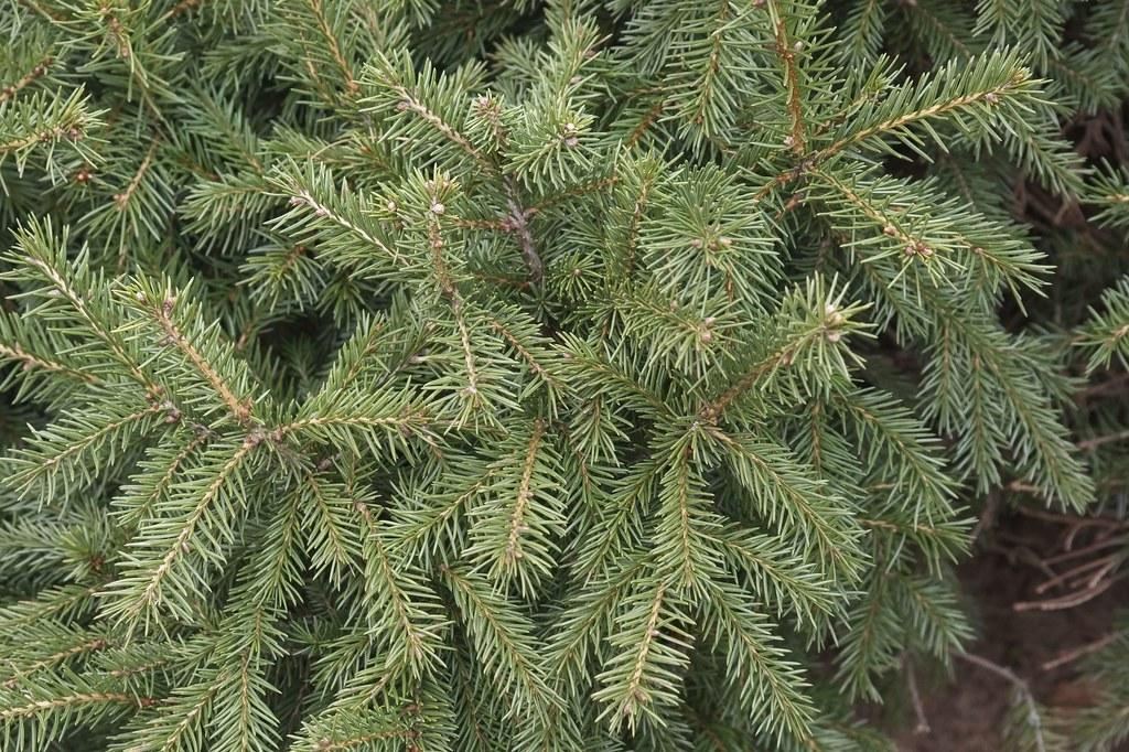 Picea Abies Gregoryana - View 6 from www redcrocus com