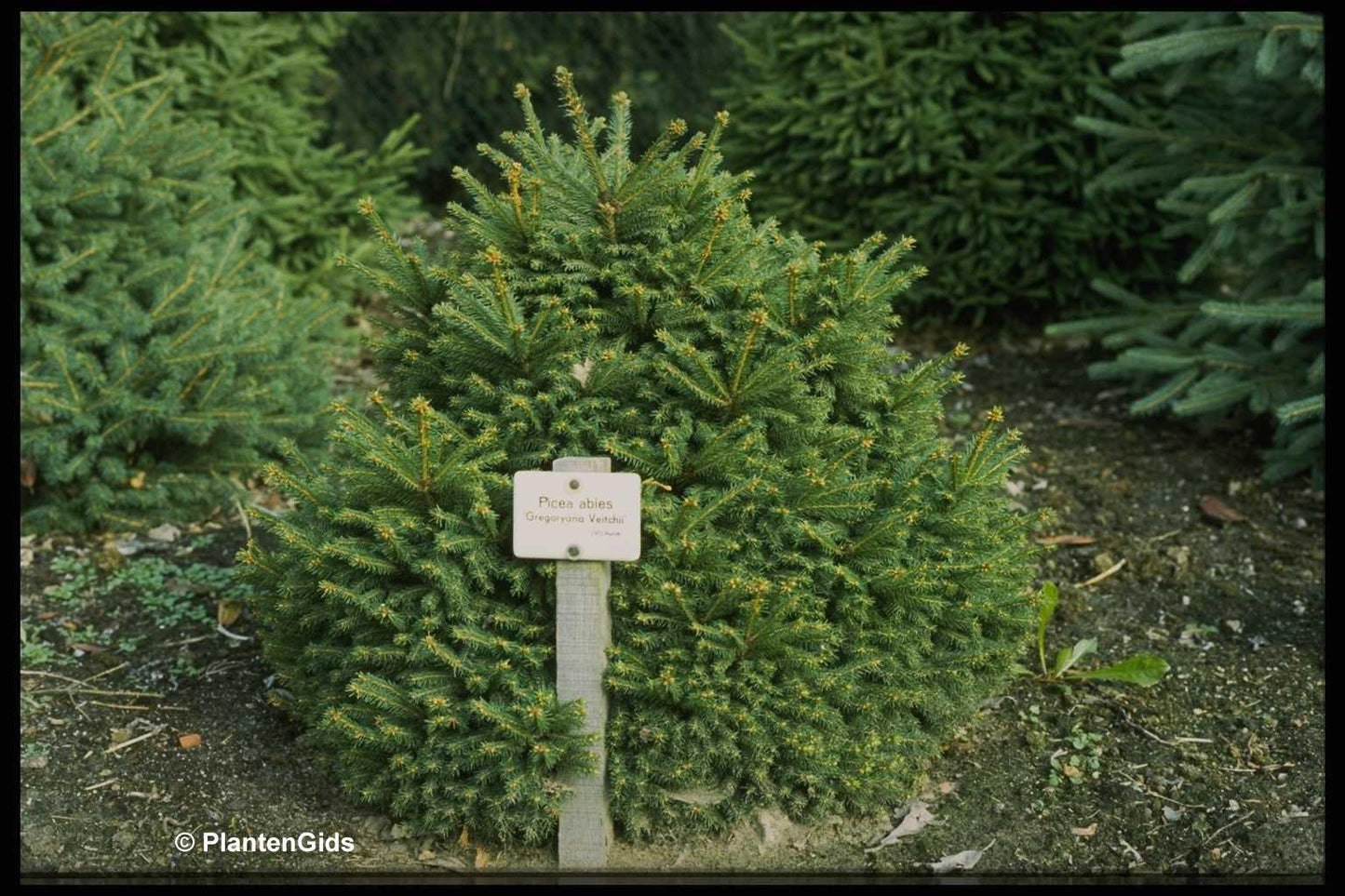 Picea Abies Gregoryana - View 8 from www redcrocus com