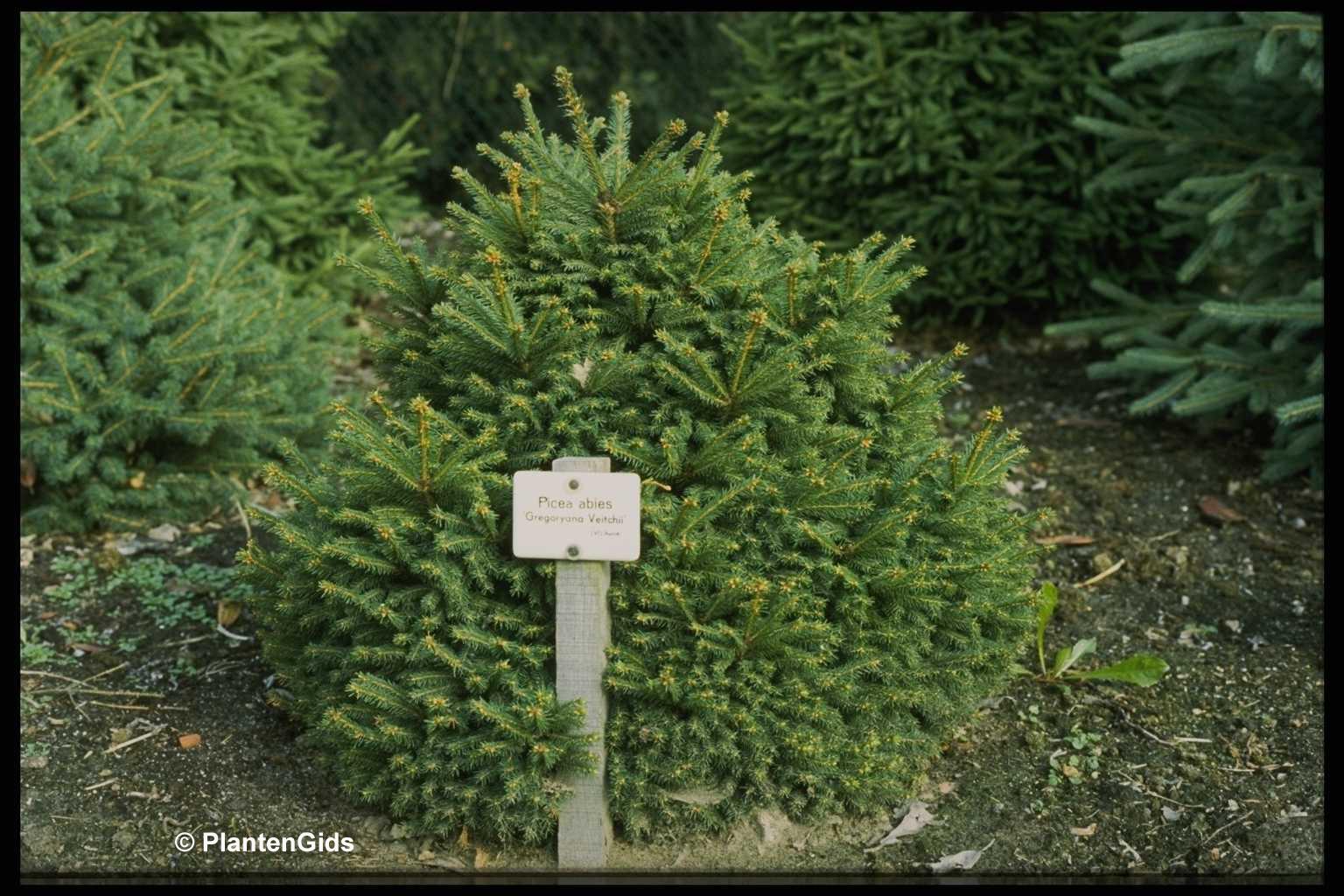 Picea Abies Gregoryana - View 8 from www redcrocus com