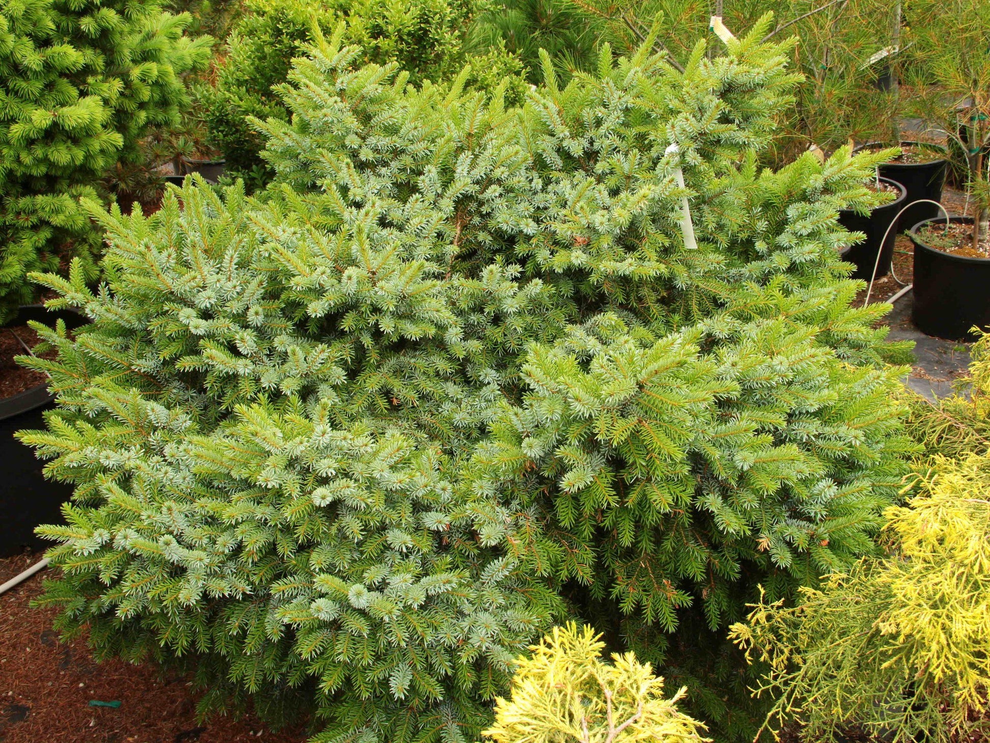 Picea Omorika Brogan - View 19 from www redcrocus com