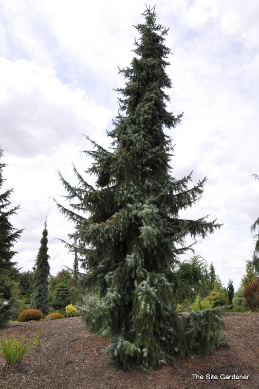 Picea Omorika Pendula - View 12 from www redcrocus com