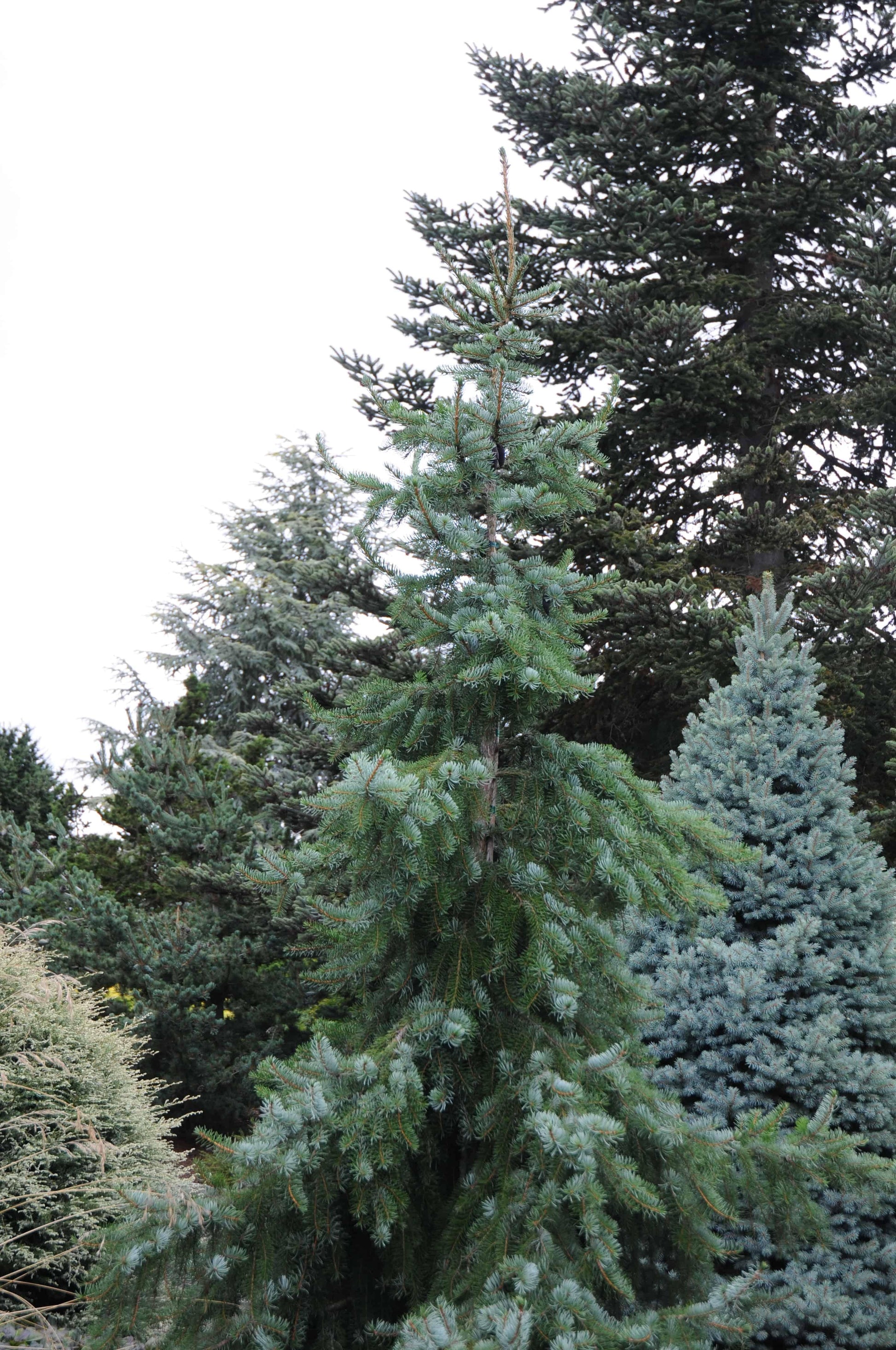 Picea Omorika Pendula - View 13 from www redcrocus com
