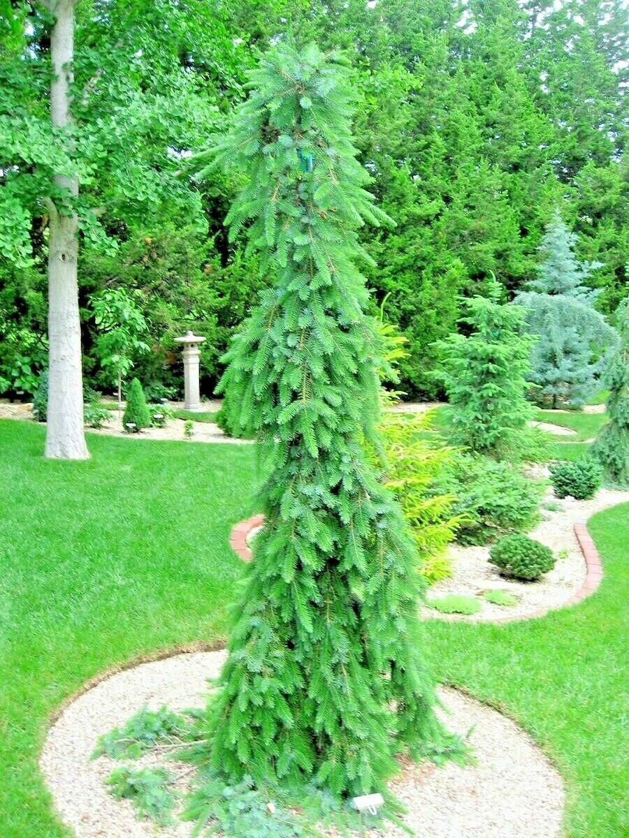 Picea Omorika Pendula - View 18 from www redcrocus com
