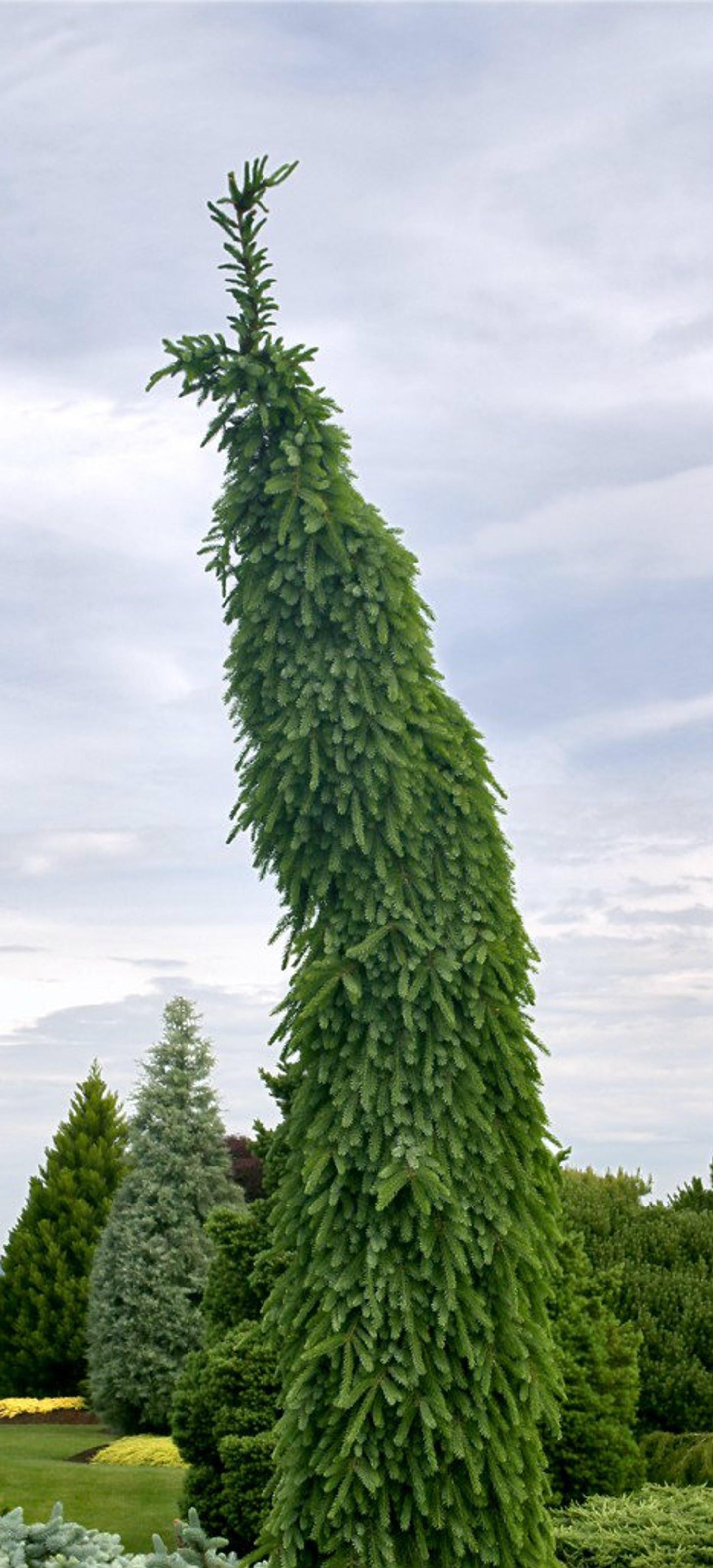 Picea Omorika Pendula - View 2 from www redcrocus com