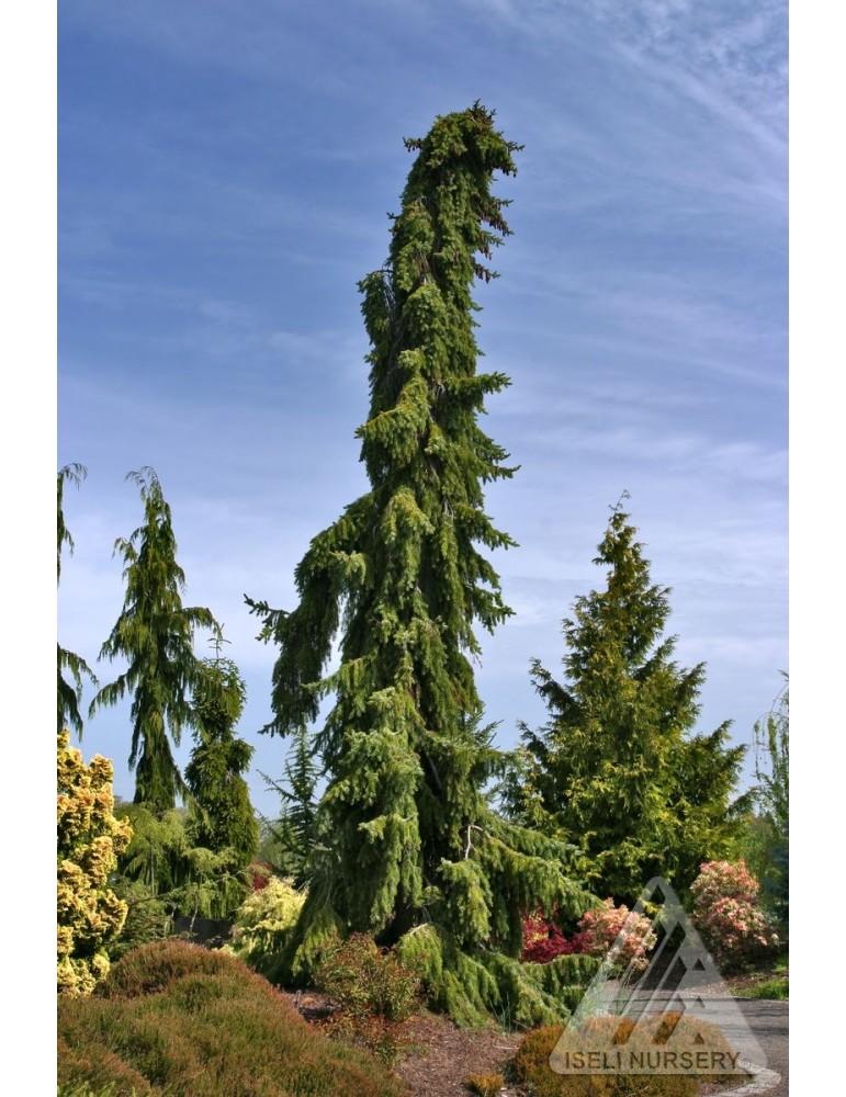 Picea Omorika Pendula - View 6 from www redcrocus com