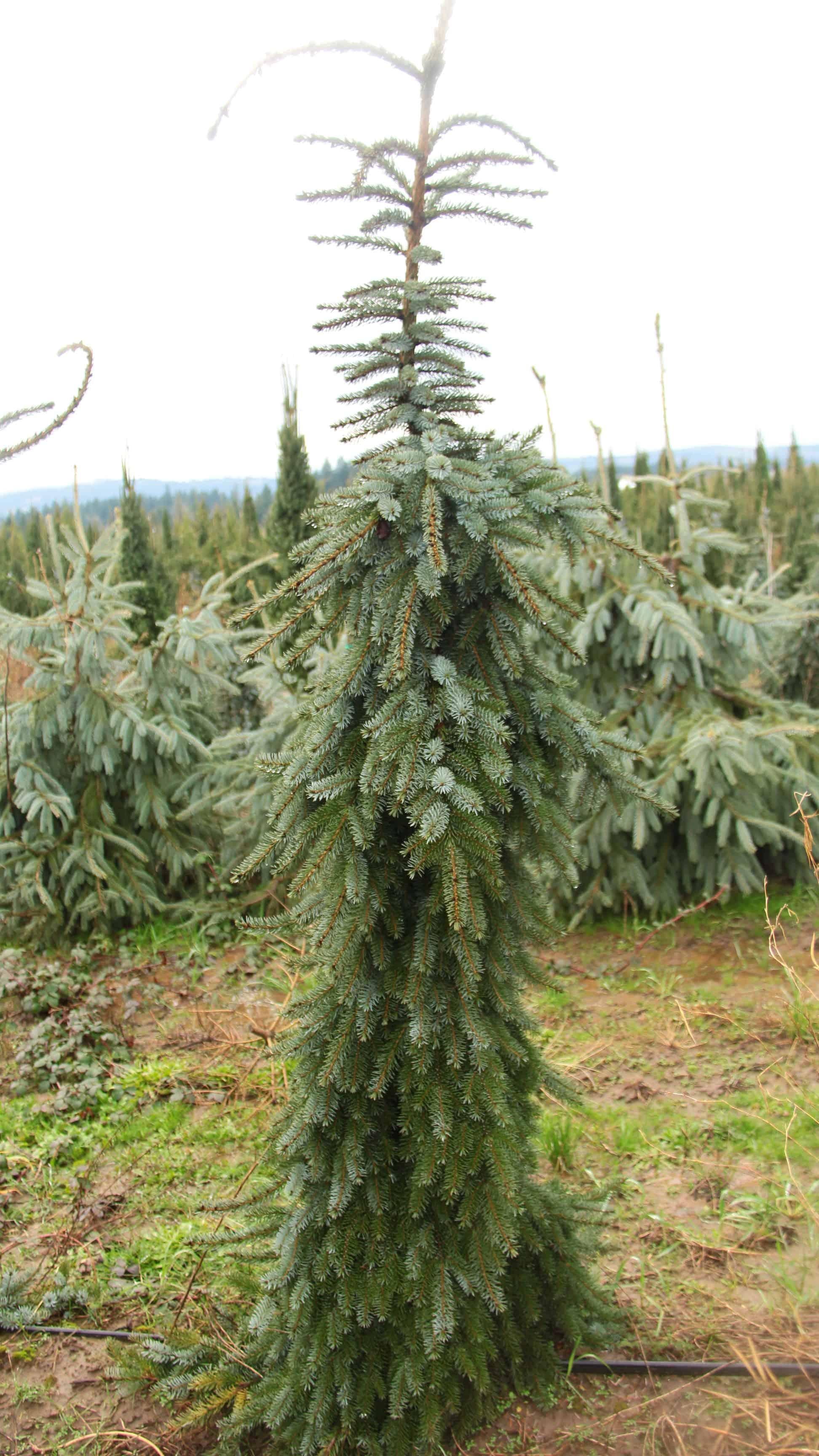 Picea Omorika Pendula - View 8 from www redcrocus com