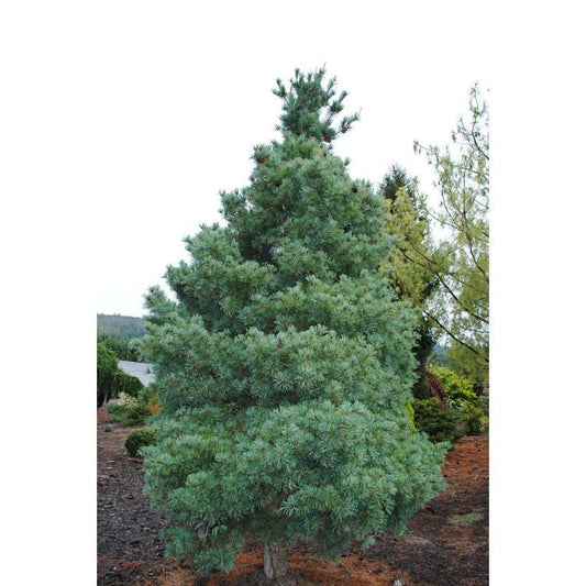 Pinus Parviflora 'gimborn's Ideal' - View 10 from www redcrocus com