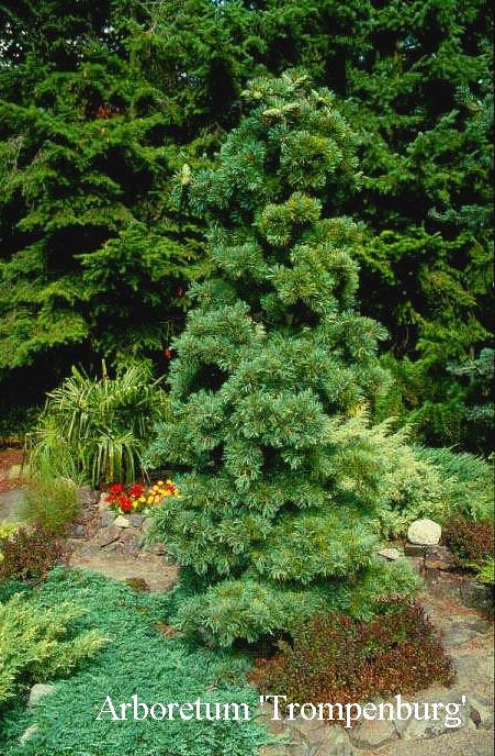 Pinus Parviflora 'gimborn's Ideal' - View 12 from www redcrocus com