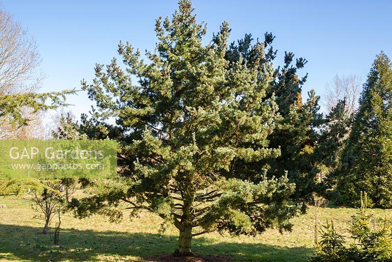 Pinus Parviflora 'gimborn's Ideal' - View 13 from www redcrocus com