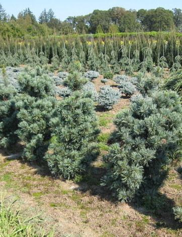 Pinus Parviflora 'gimborn's Ideal' - View 14 from www redcrocus com