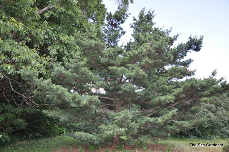 Pinus Parviflora 'gimborn's Ideal' - View 15 from www redcrocus com