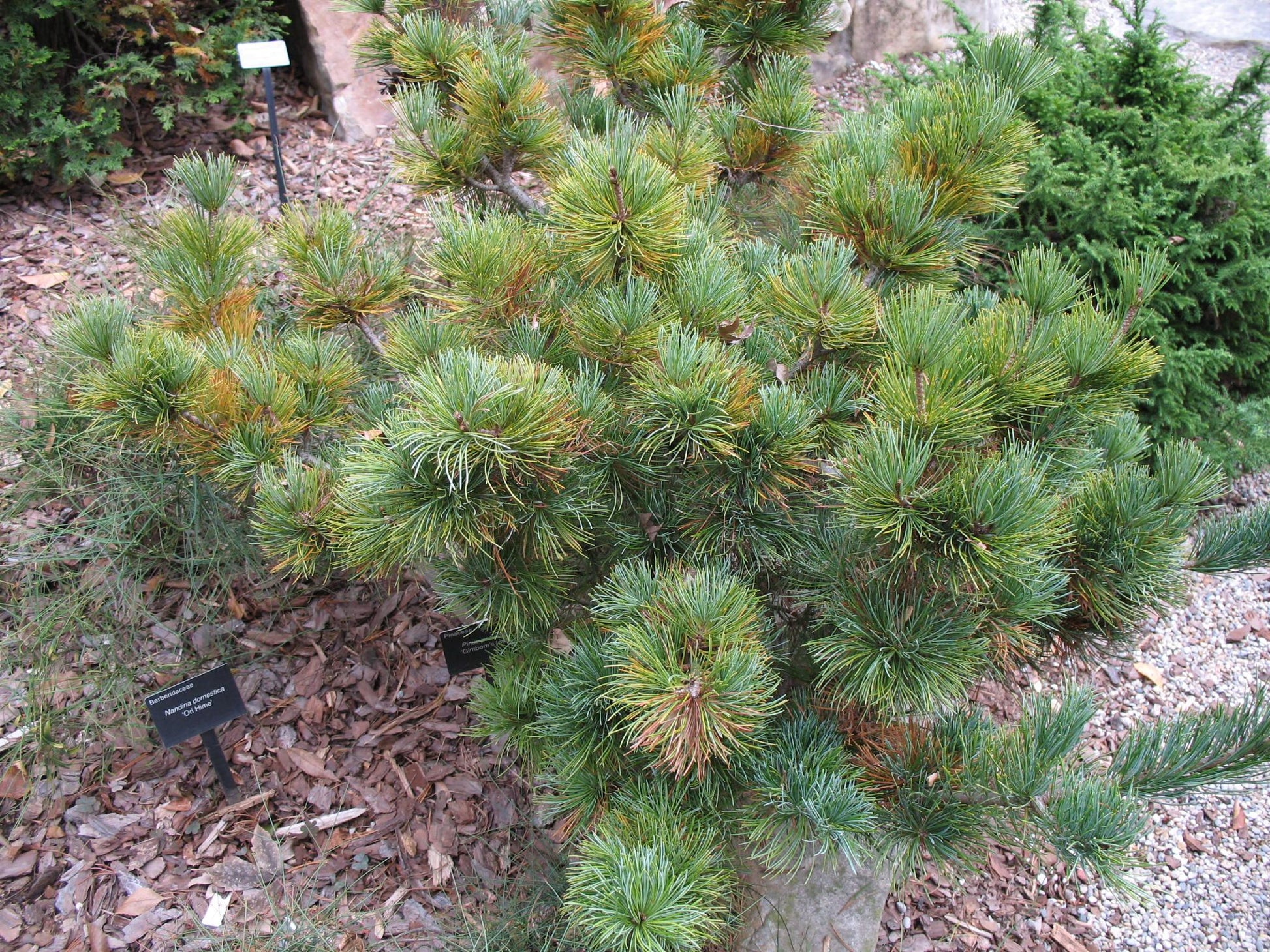 Pinus Parviflora 'gimborn's Ideal' - View 16 from www redcrocus com