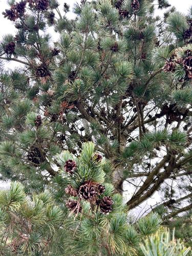Pinus Parviflora 'gimborn's Ideal' - View 17 from www redcrocus com