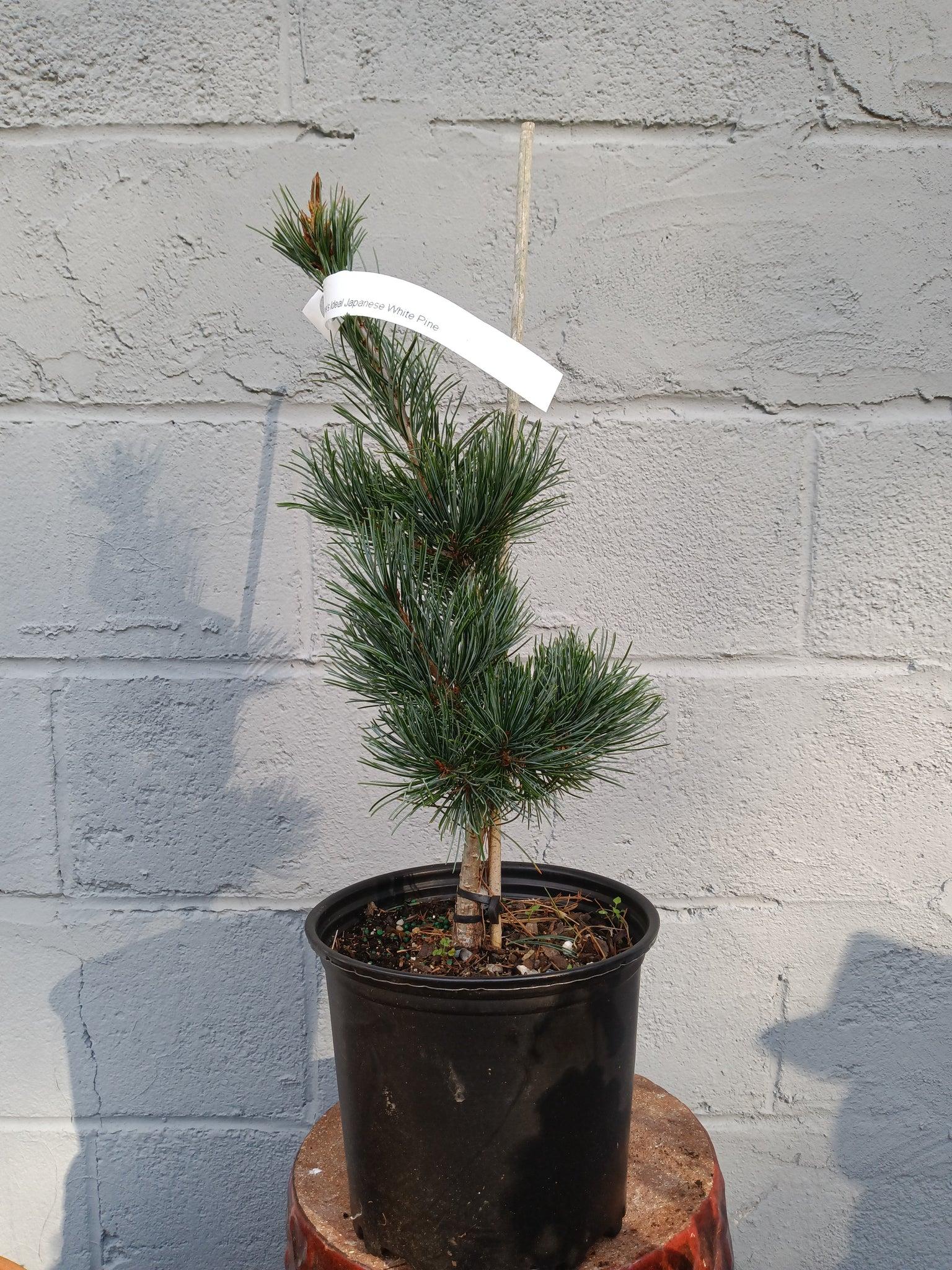 Pinus Parviflora 'gimborn's Ideal' - View 18 from www redcrocus com