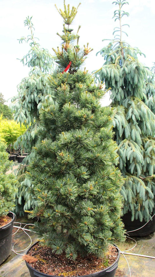 Pinus Parviflora 'gimborn's Ideal' - View 1 from www redcrocus com
