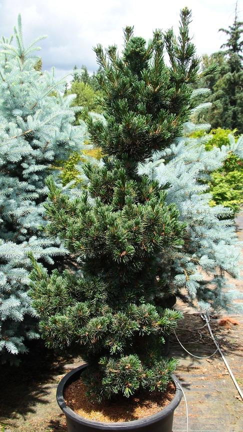 Pinus Parviflora 'gimborn's Ideal' - View 20 from www redcrocus com