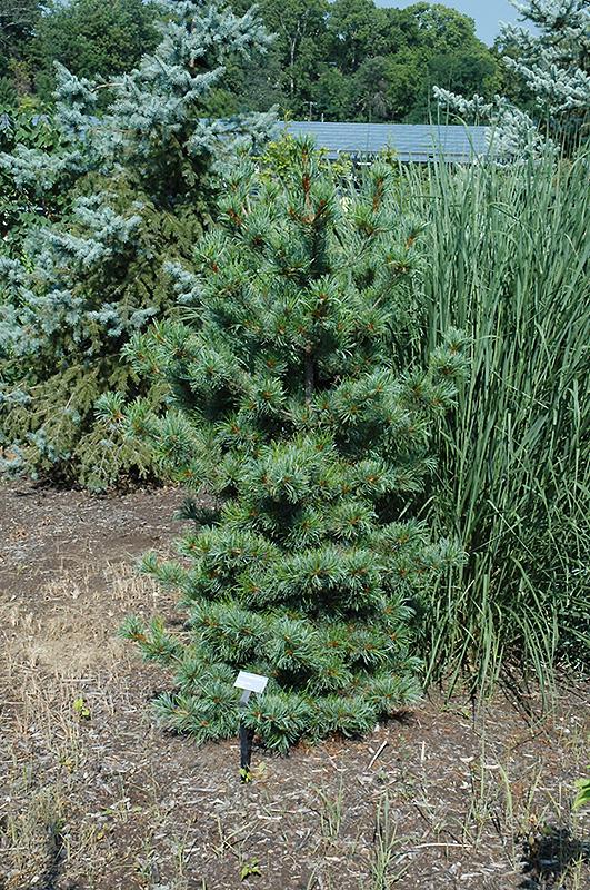 Pinus Parviflora 'gimborn's Ideal' - View 21 from www redcrocus com