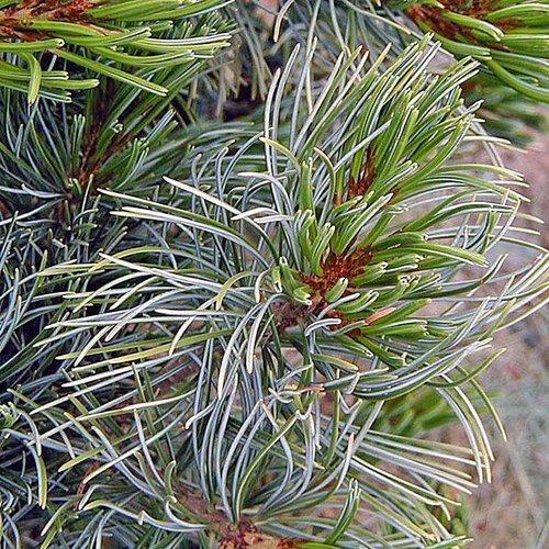 Pinus Parviflora 'gimborn's Ideal' - View 23 from www redcrocus com