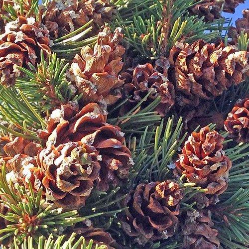 Pinus Parviflora 'gimborn's Ideal' - View 24 from www redcrocus com