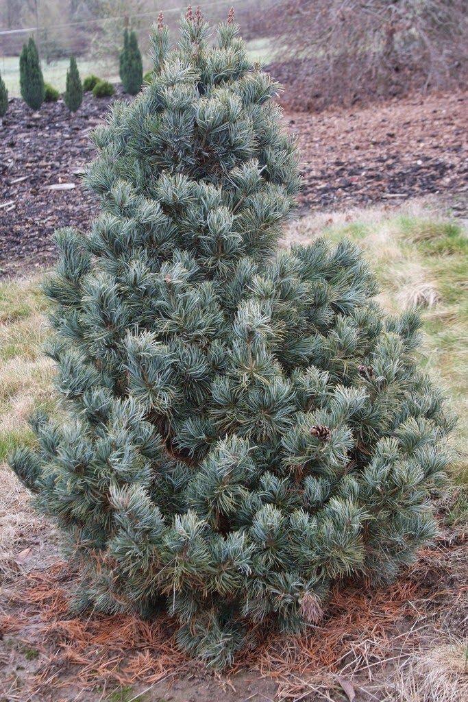 Pinus Parviflora 'gimborn's Ideal' - View 26 from www redcrocus com