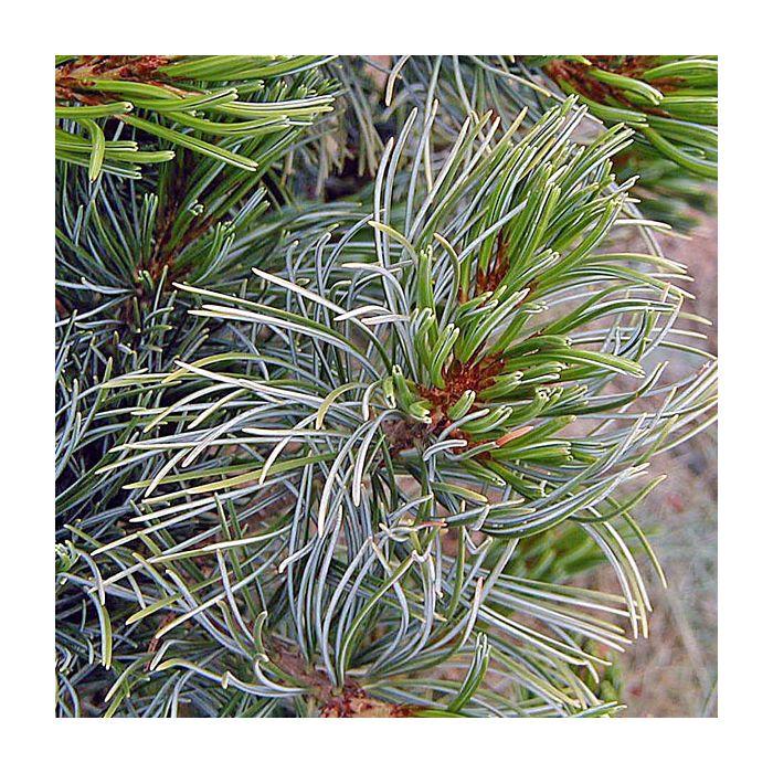 Pinus Parviflora 'gimborn's Ideal' - View 27 from www redcrocus com