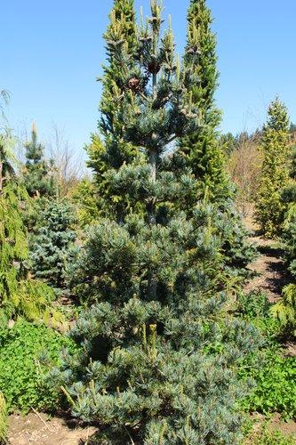 Pinus Parviflora 'gimborn's Ideal' - View 28 from www redcrocus com
