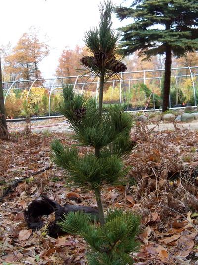 Pinus Parviflora 'gimborn's Ideal' - View 29 from www redcrocus com