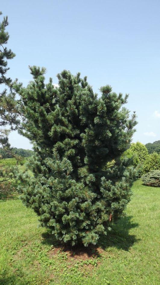 Pinus Parviflora 'gimborn's Ideal' - View 2 from www redcrocus com