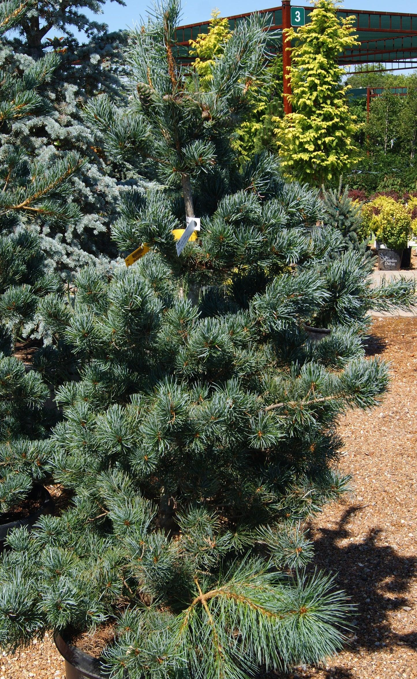 Pinus Parviflora 'gimborn's Ideal' - View 30 from www redcrocus com