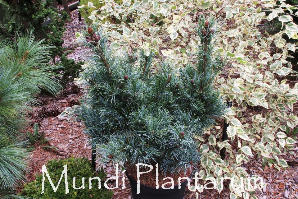 Pinus Parviflora 'gimborn's Ideal' - View 31 from www redcrocus com