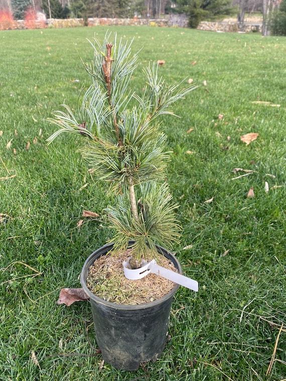 Pinus Parviflora 'gimborn's Ideal' - View 32 from www redcrocus com