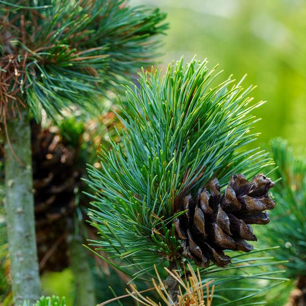 Pinus Parviflora 'gimborn's Ideal' - View 33 from www redcrocus com