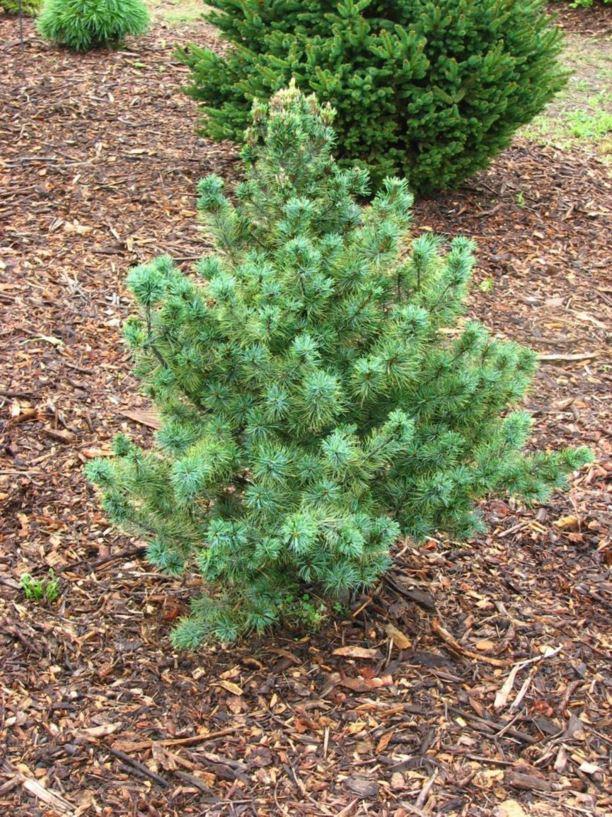Pinus Parviflora 'gimborn's Ideal' - View 34 from www redcrocus com