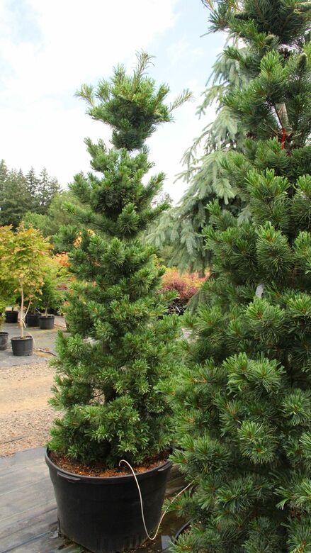 Pinus Parviflora 'gimborn's Ideal' - View 35 from www redcrocus com