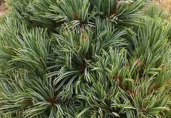 Pinus Parviflora 'gimborn's Ideal' - View 36 from www redcrocus com