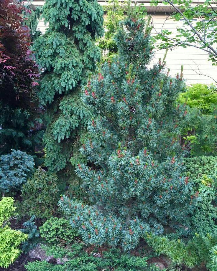 Pinus Parviflora 'gimborn's Ideal' - View 37 from www redcrocus com
