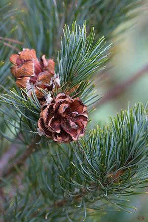 Pinus Parviflora 'gimborn's Ideal' - View 38 from www redcrocus com