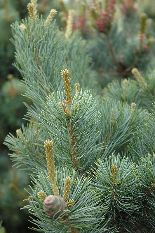 Pinus Parviflora 'gimborn's Ideal' - View 3 from www redcrocus com