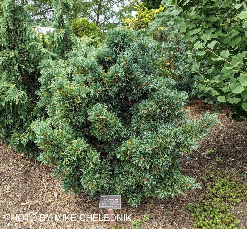 Pinus Parviflora 'gimborn's Ideal' - View 4 from www redcrocus com