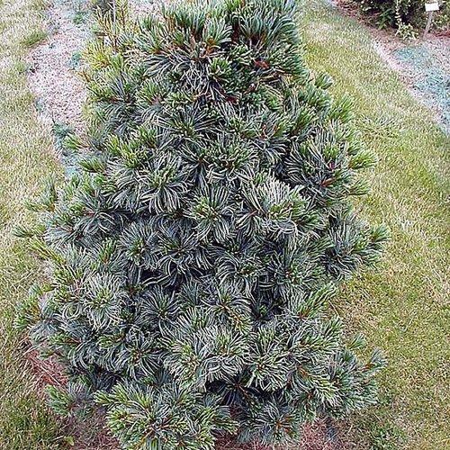 Pinus Parviflora 'gimborn's Ideal' - View 5 from www redcrocus com