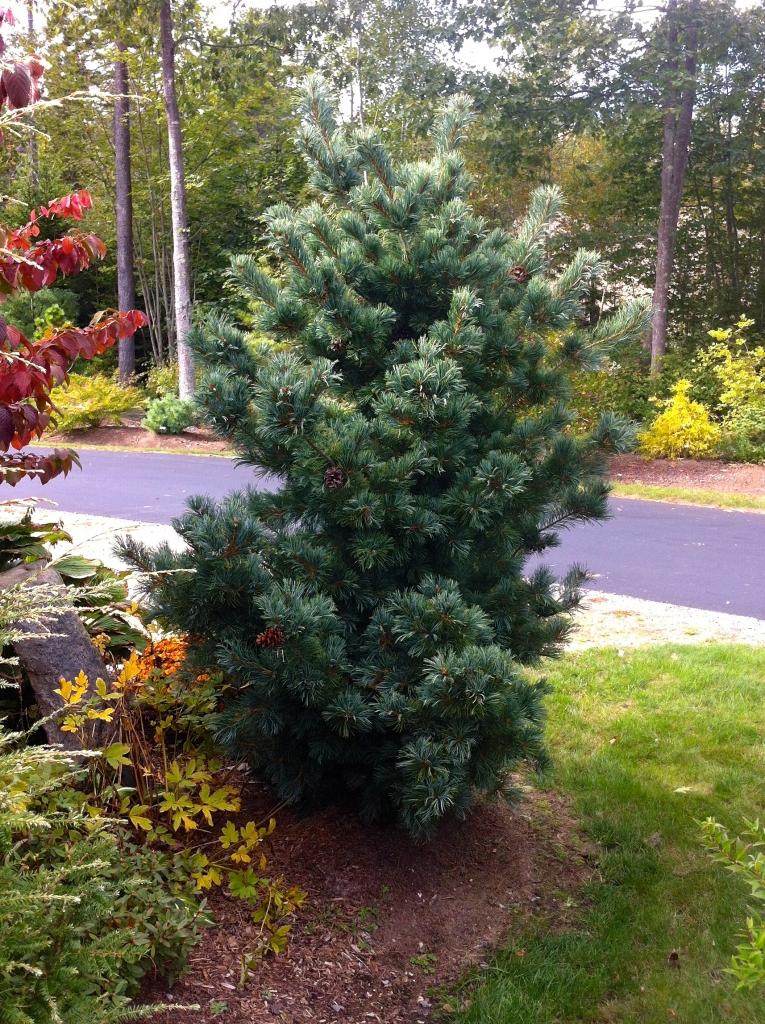 Pinus Parviflora 'gimborn's Ideal' - View 6 from www redcrocus com