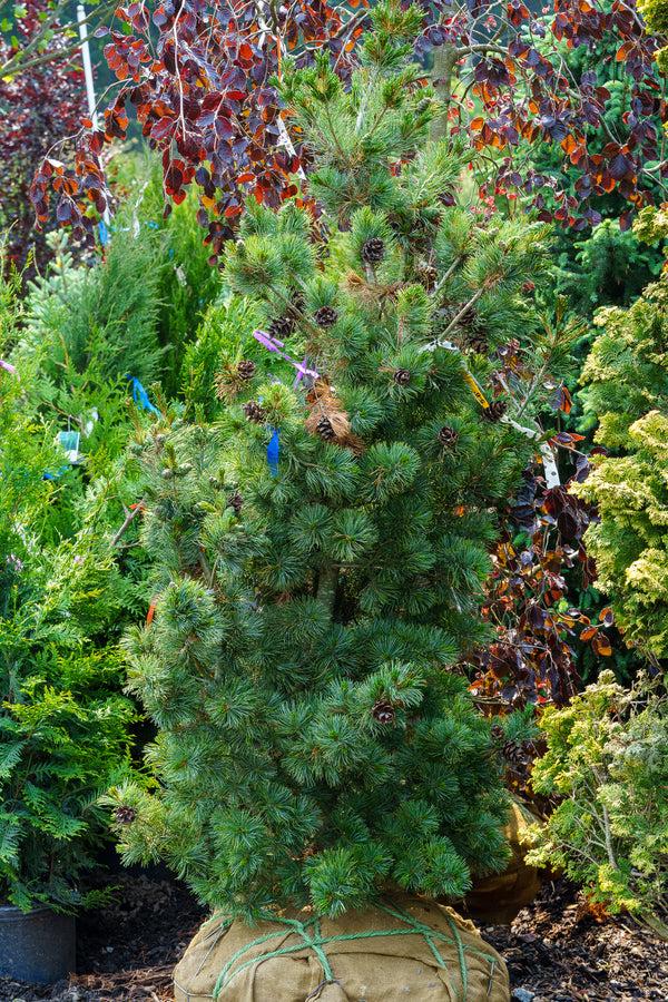Pinus Parviflora 'gimborn's Ideal' - View 7 from www redcrocus com
