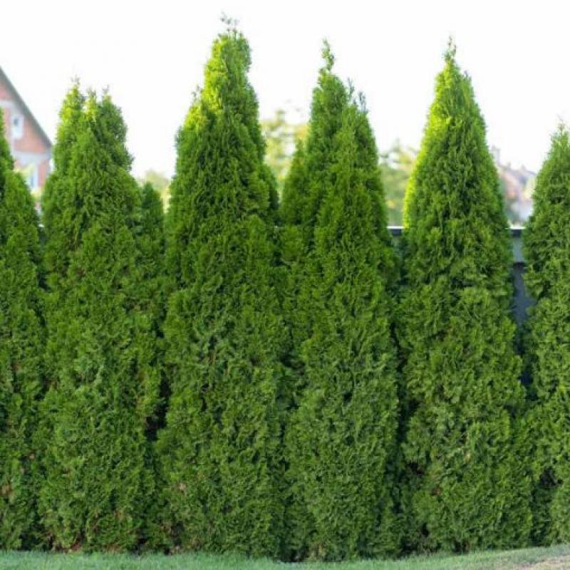 Thuja Occidentalis 'north Pole' - View 22 from www redcrocus com
