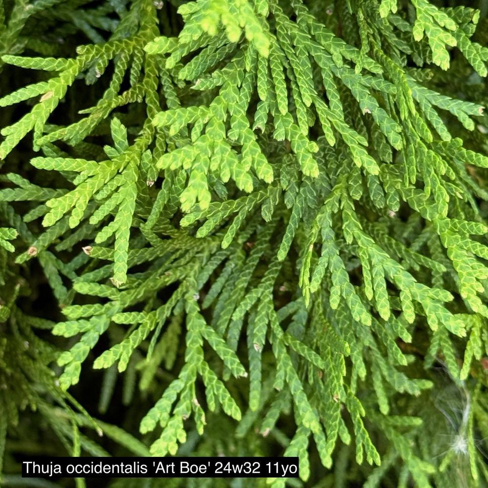Thuja Occidentalis 'north Pole' - View 39 from www redcrocus com